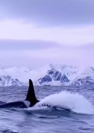 男主他是仿生人作者jssw